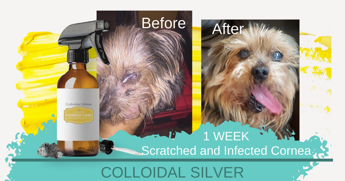 Colloidal Silver for Pets